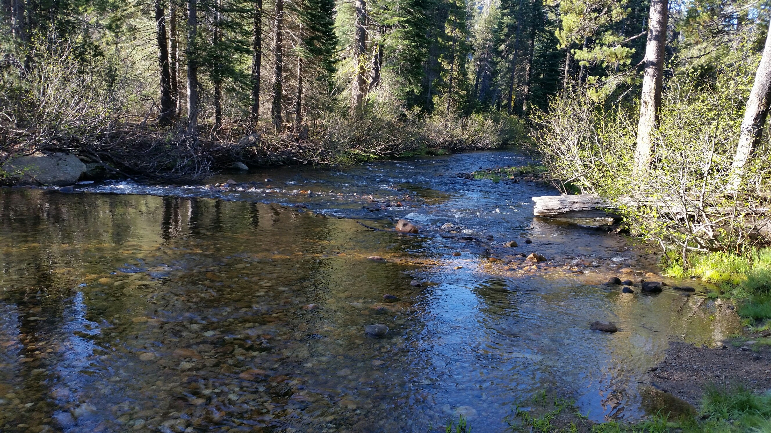 Camper submitted image from Stanislaus River Campground - 3