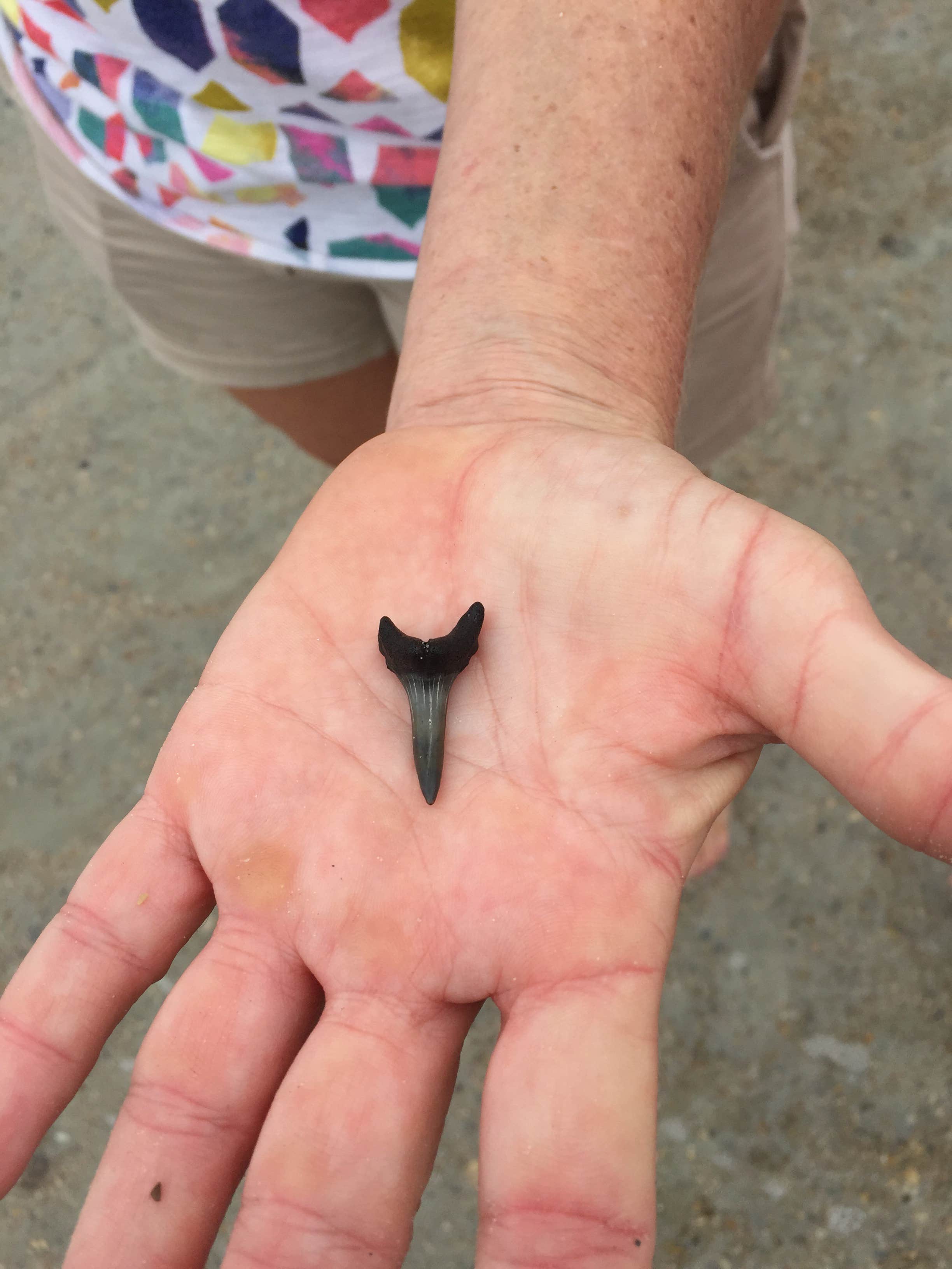 Camper submitted image from Atlantic Beach Campground — Fort Clinch State Park - 5