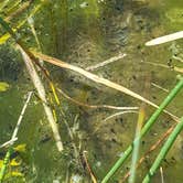 Review photo of Ottawa Lake Campground — Kettle Moraine State Forest-Southern Unit by Autumn S., June 11, 2017