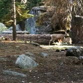 Review photo of Sequoia National Forest Hume Lake Campground by Brendan E., June 11, 2017
