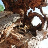 Review photo of Red Cliffs Campground by Will M., June 12, 2017