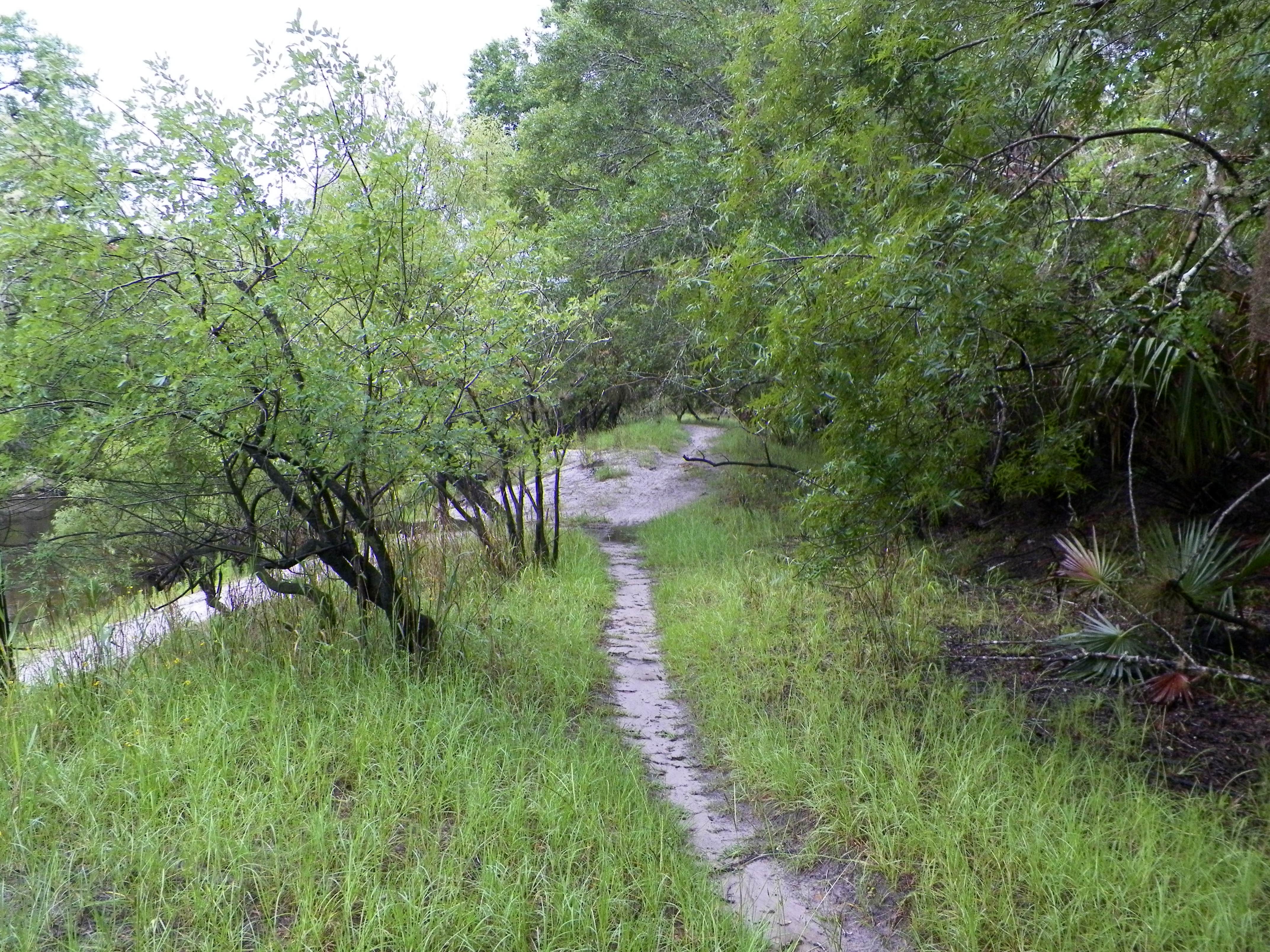 Little Big Econ State Forest Primitive Camping East Camp Zone Oviedo FL