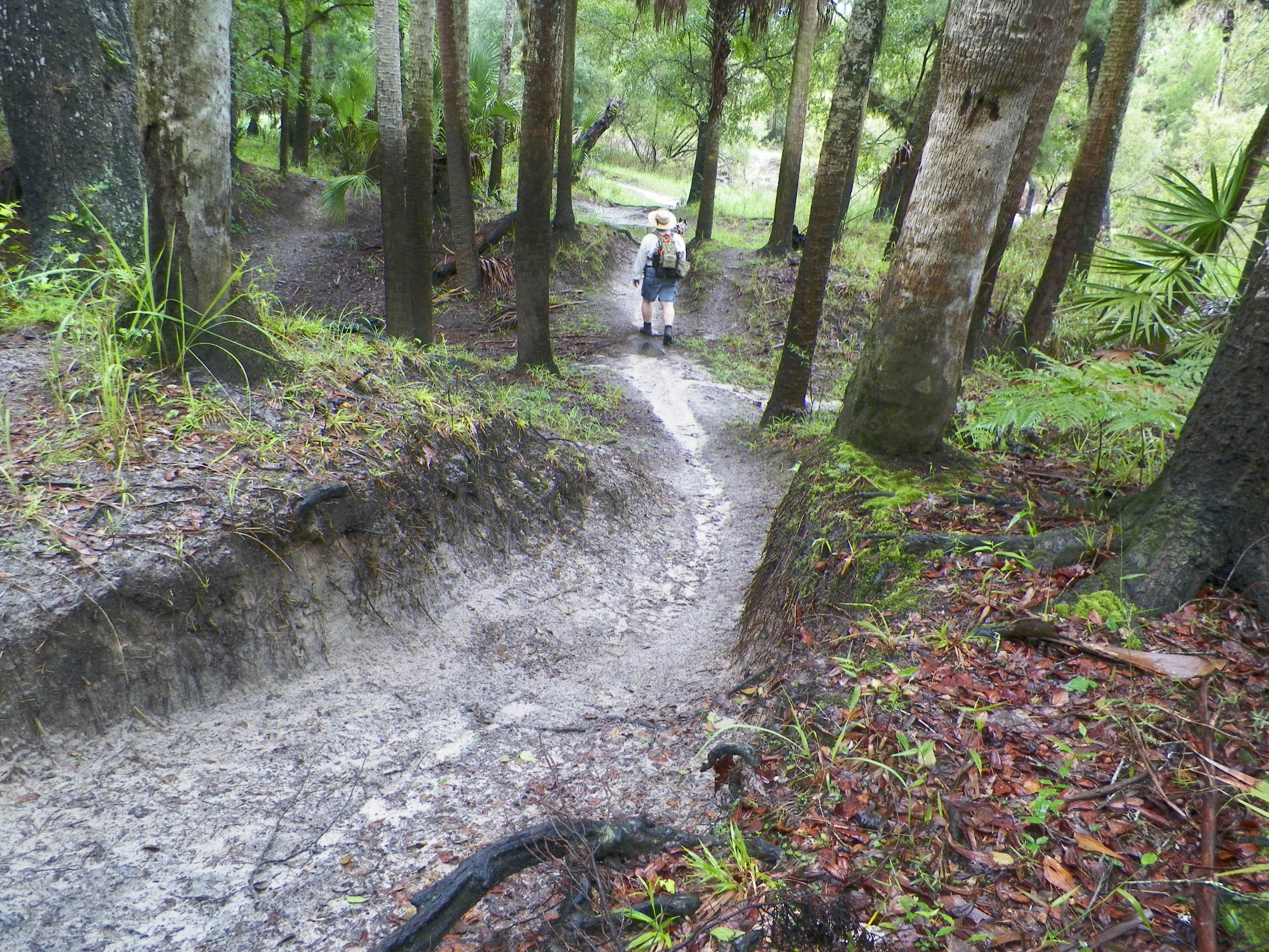 Camper submitted image from Little Big Econ State Forest Primitive Camping - East Camp Zone - 5