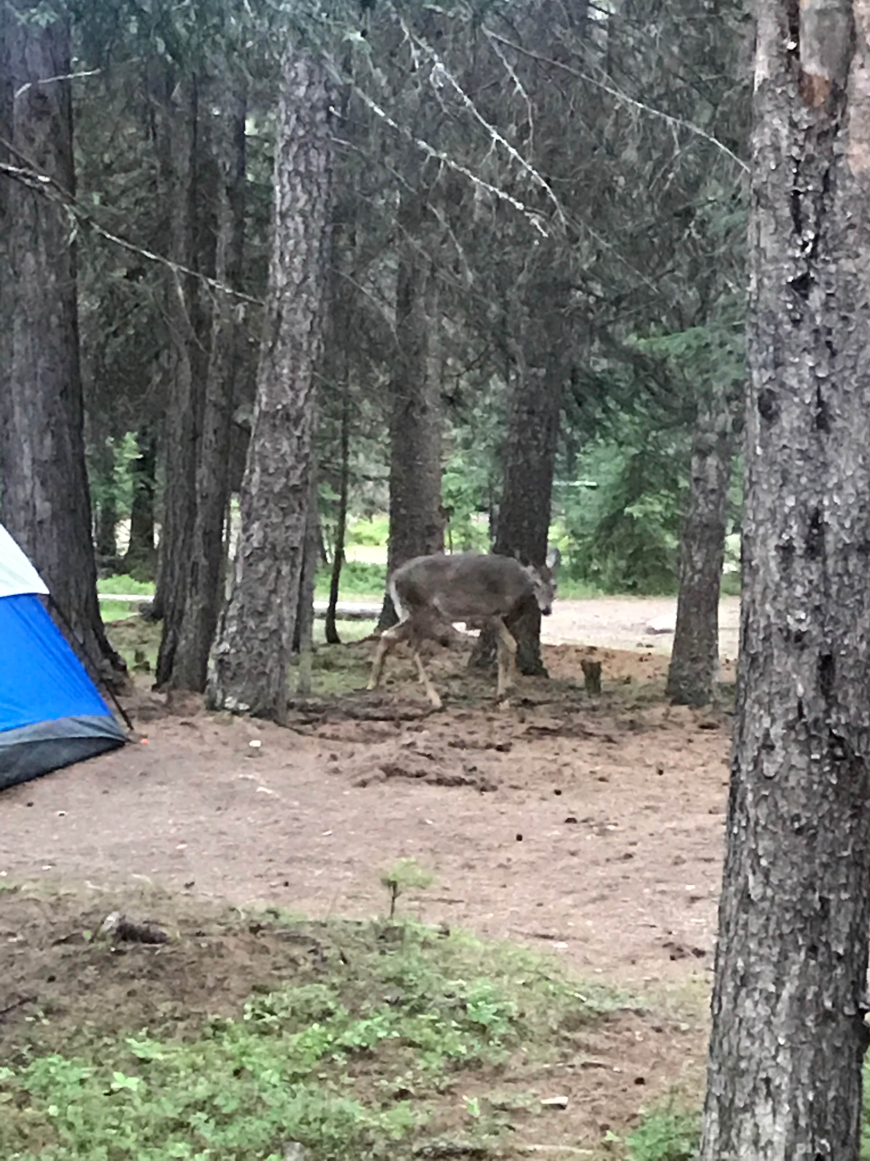 Lora C.'s photo of tent camping at Bowman Lake Campground — Glacier National Park near Stryker, MT