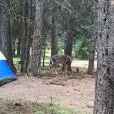 Review photo of Bowman Lake Campground — Glacier National Park by Lora C., June 12, 2017