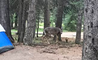 Lora C.'s photo of tent camping at Bowman Lake Campground — Glacier National Park near Fortine, MT