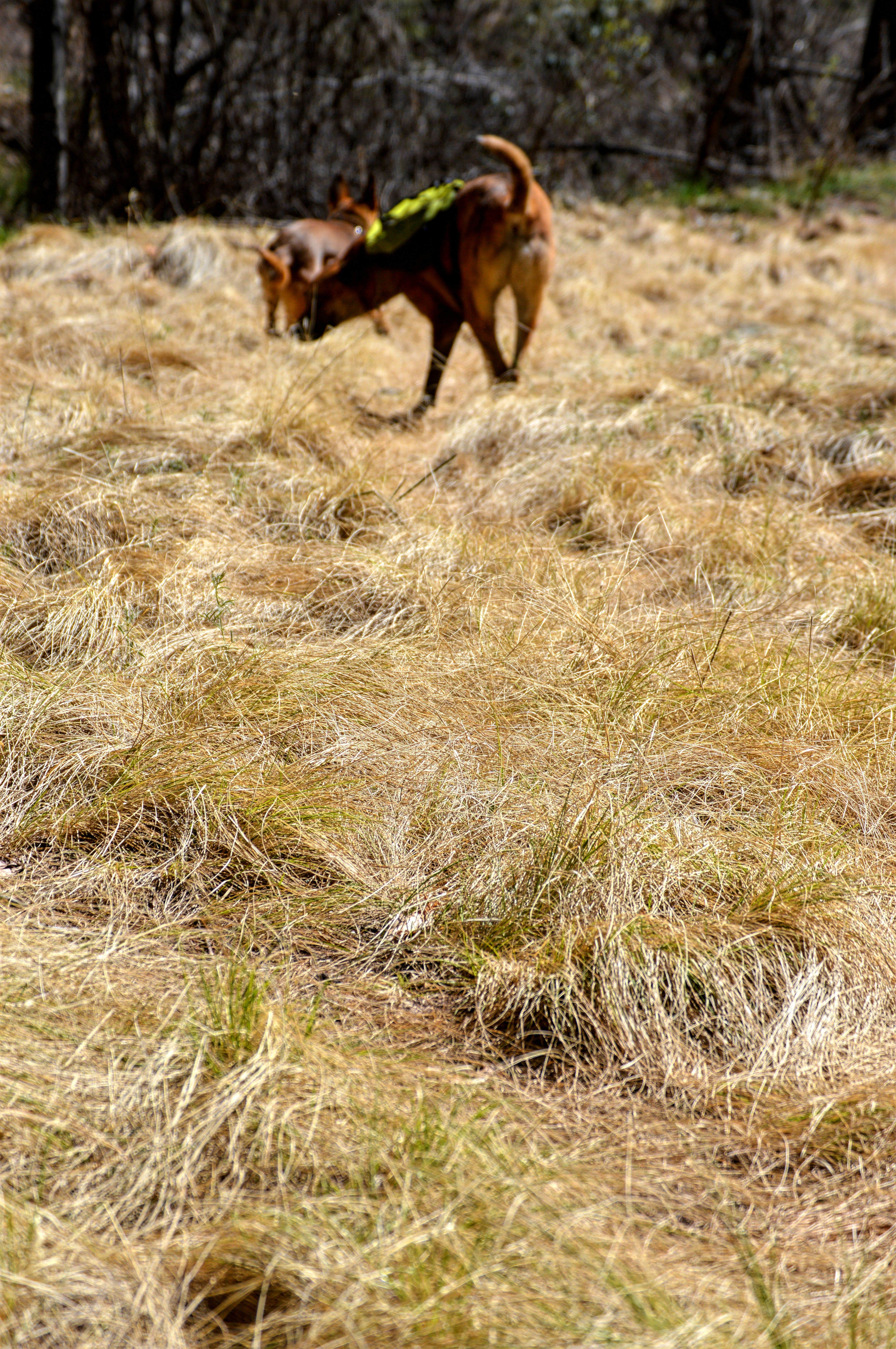 Mary R.'s photo of camping with pets at Upper Tonto Creek — Tonto National Forest near Payson, AZ