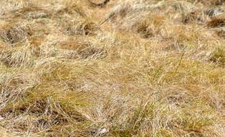 Mary R.'s photo of camping with pets at Upper Tonto Creek — Tonto National Forest near Payson, AZ