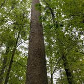 Review photo of Cunnard Lake — Northern Highland State Forest by Jaimie G., June 12, 2017