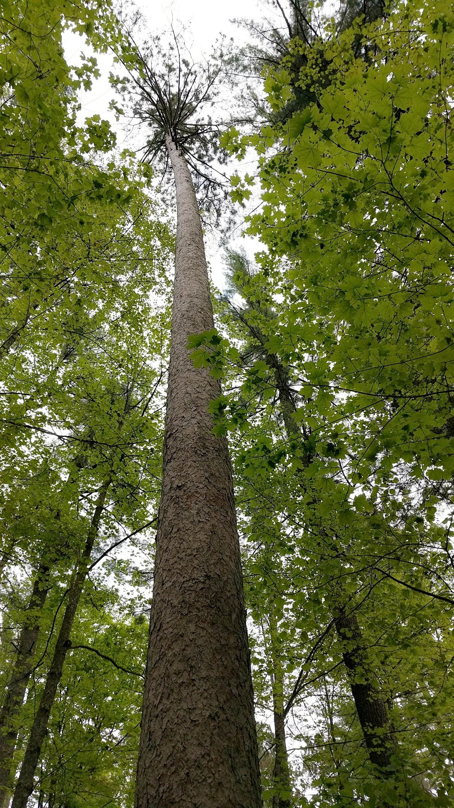 Camper submitted image from Cunnard Lake — Northern Highland State Forest - 2