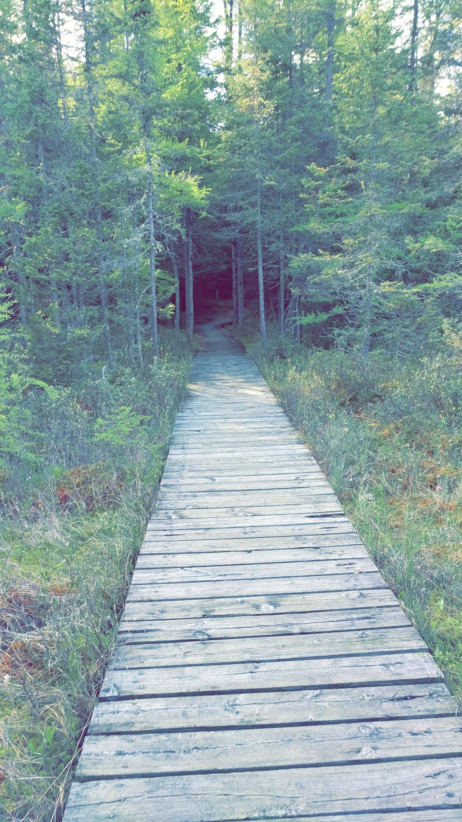 Camper submitted image from Cunnard Lake — Northern Highland State Forest - 2