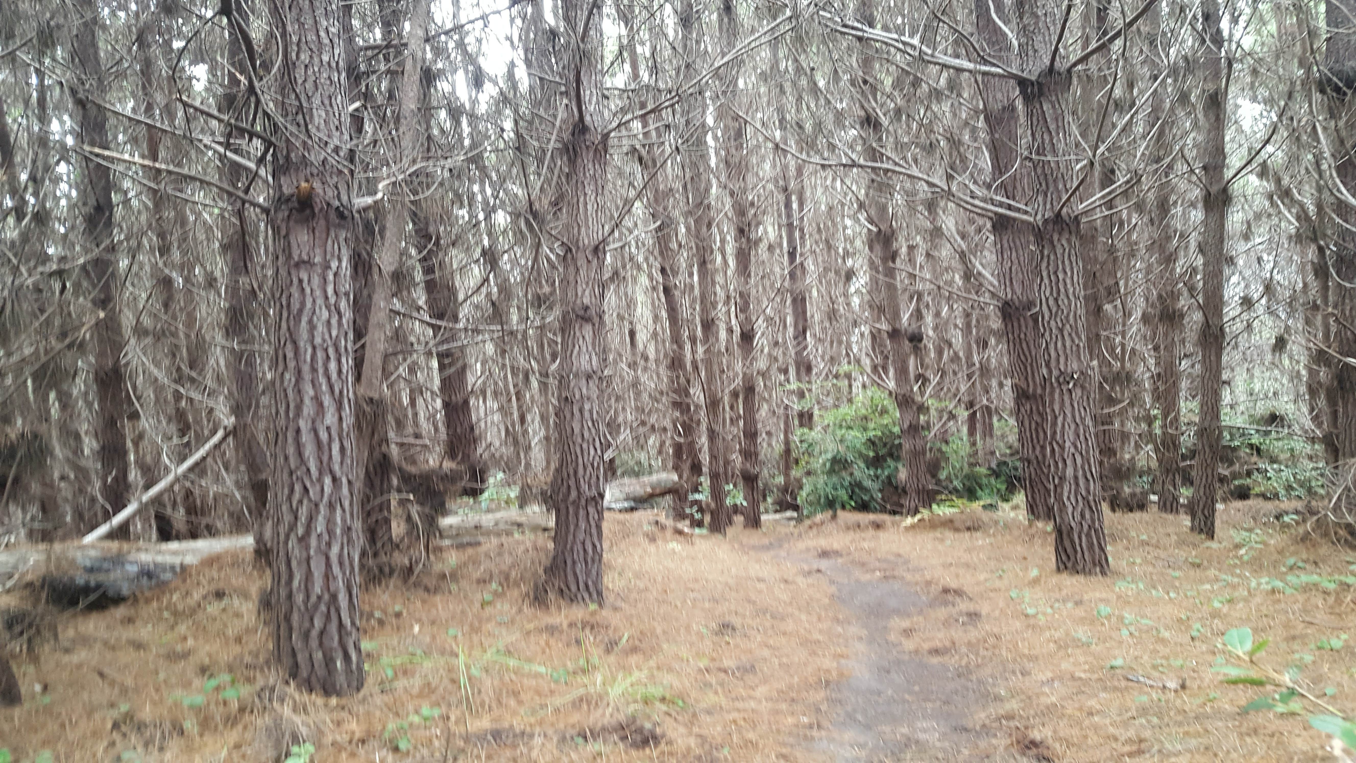 Camper-submitted photo at Woodside Campground — Salt Point State Park near Cazadero, CA