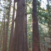 Review photo of Ben Ries Campground — Butano State Park - CLOSED INDEFINITELY by Lizzy C., June 12, 2017