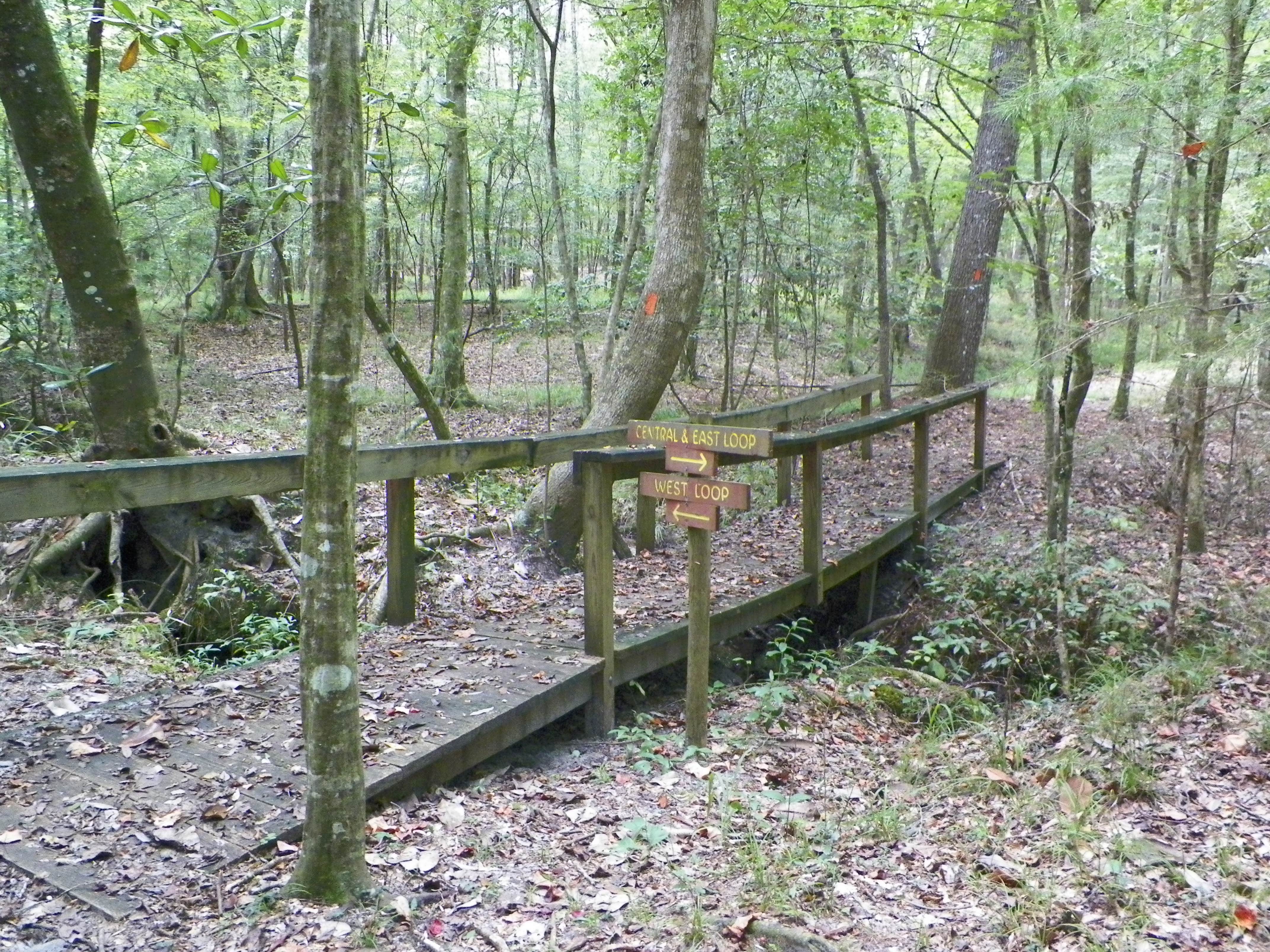 Camper submitted image from Fort Braden Tract - Lake Talquin State Forest - 2