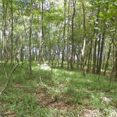 Review photo of Fort Braden Tract - Lake Talquin State Forest by Jeanene A., June 13, 2017