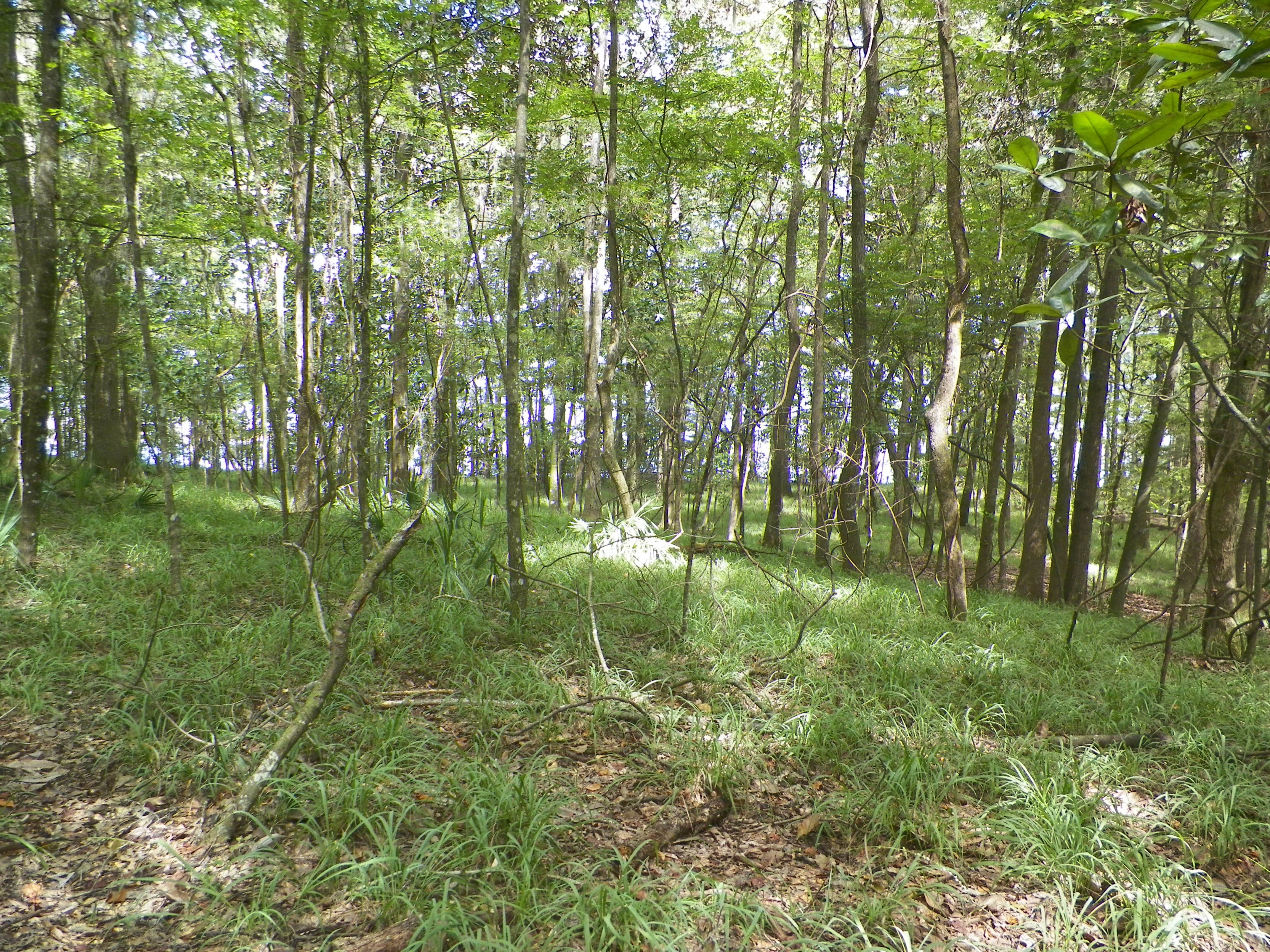 Camper submitted image from Fort Braden Tract - Lake Talquin State Forest - 2