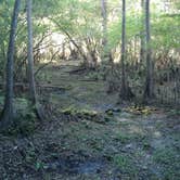 Review photo of Fanning Springs State Park Campground by Jeanene A., June 13, 2017