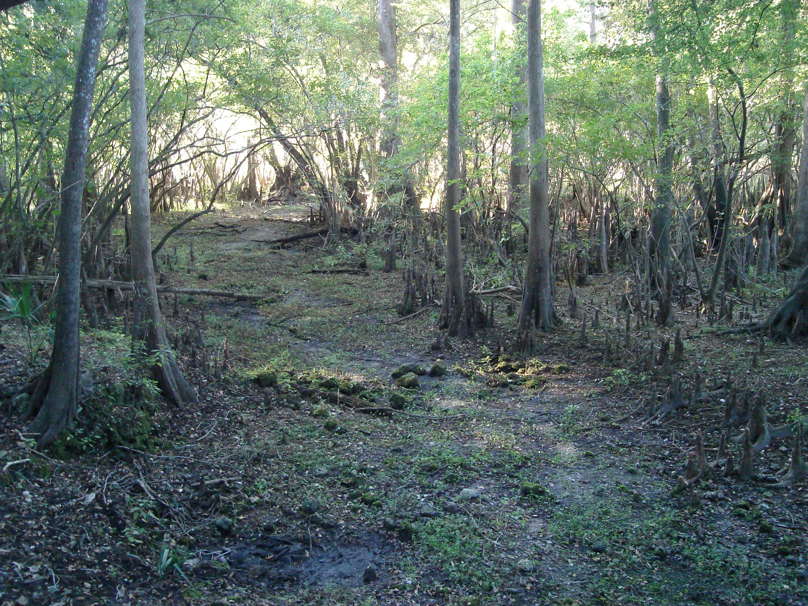 Camper submitted image from Fanning Springs State Park Campground - 2