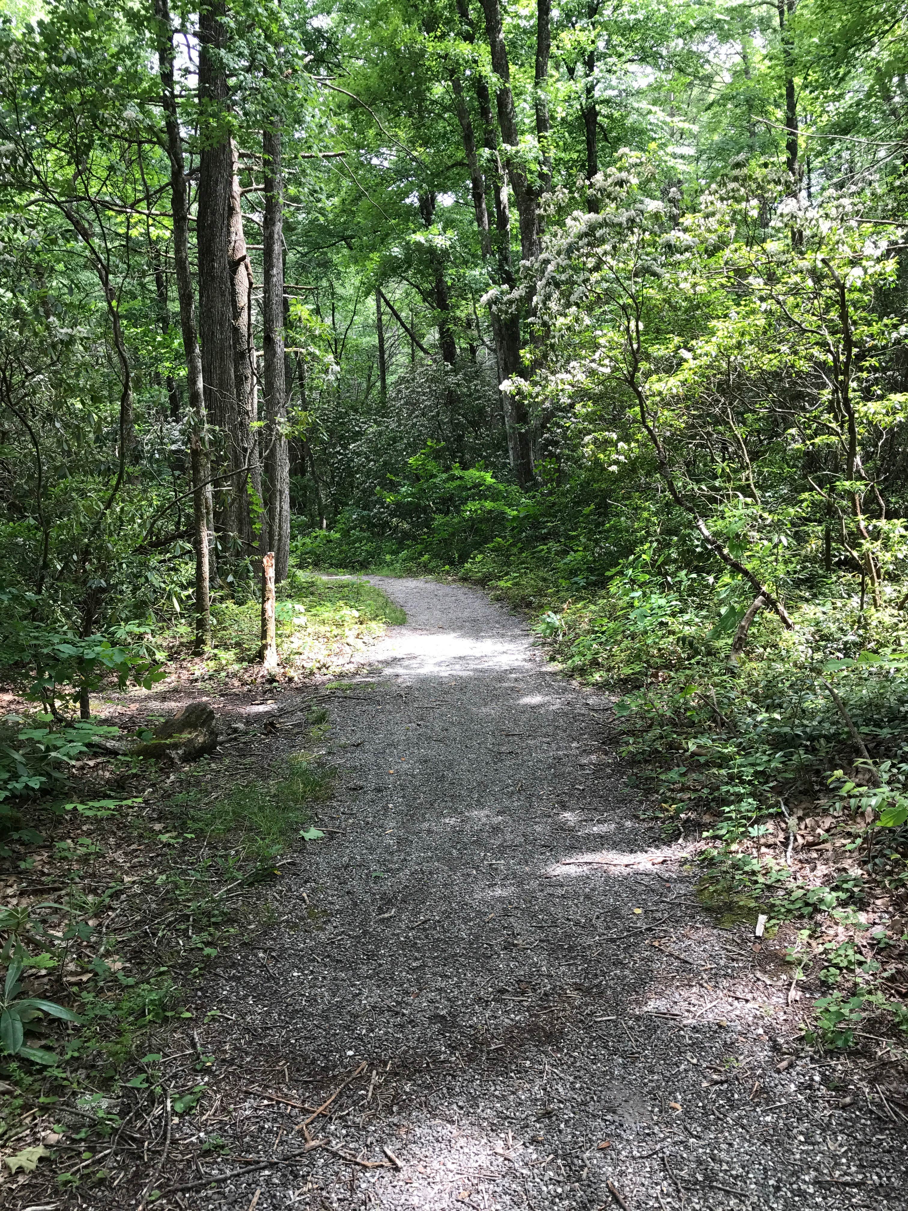 Camper submitted image from Black Mountain Campground - CLOSED INDEFINITELY - 5