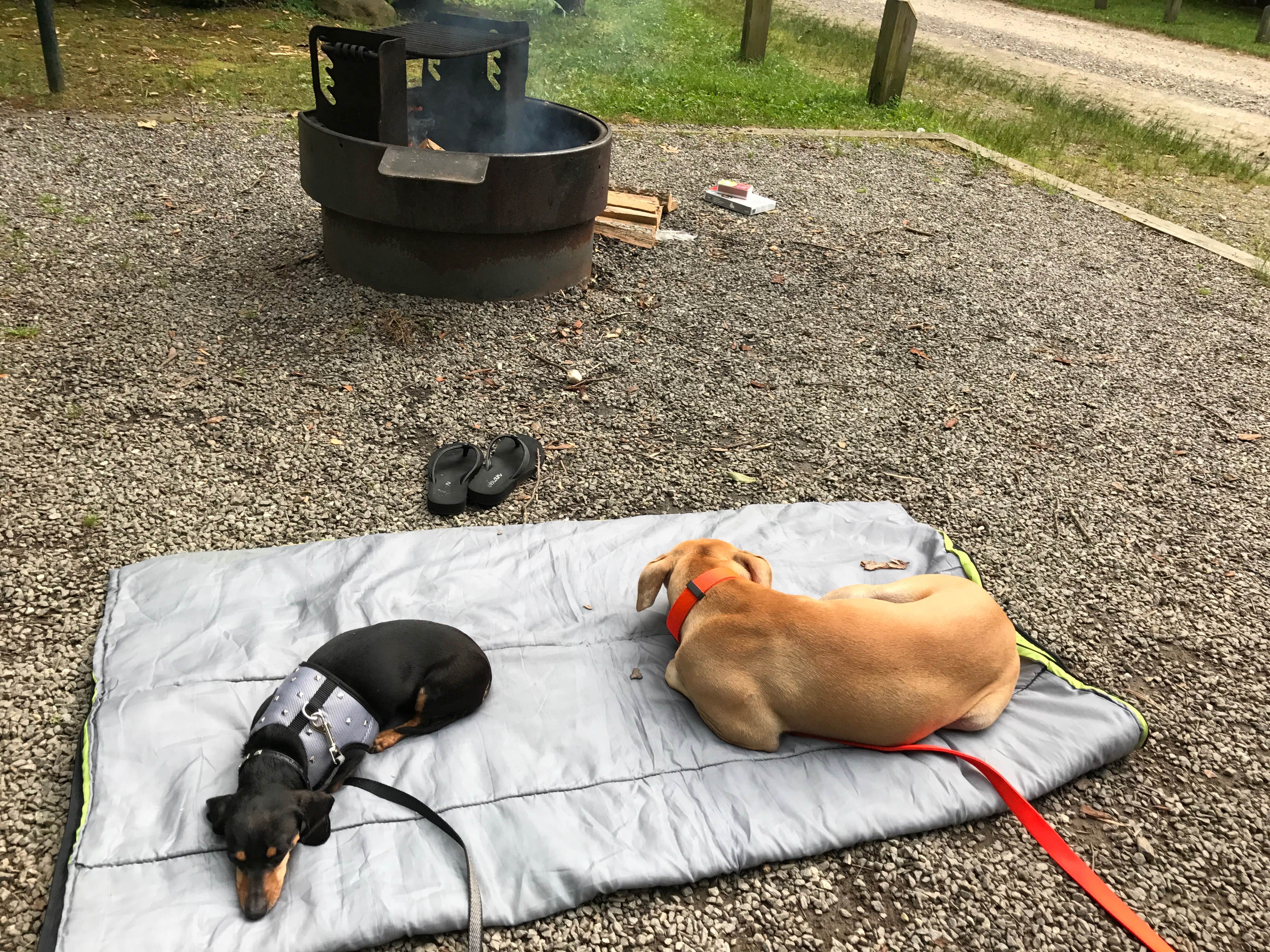Michelle B.'s photo of camping with pets at Black Mountain Campground - CLOSED INDEFINITELY near Barnardsville, NC