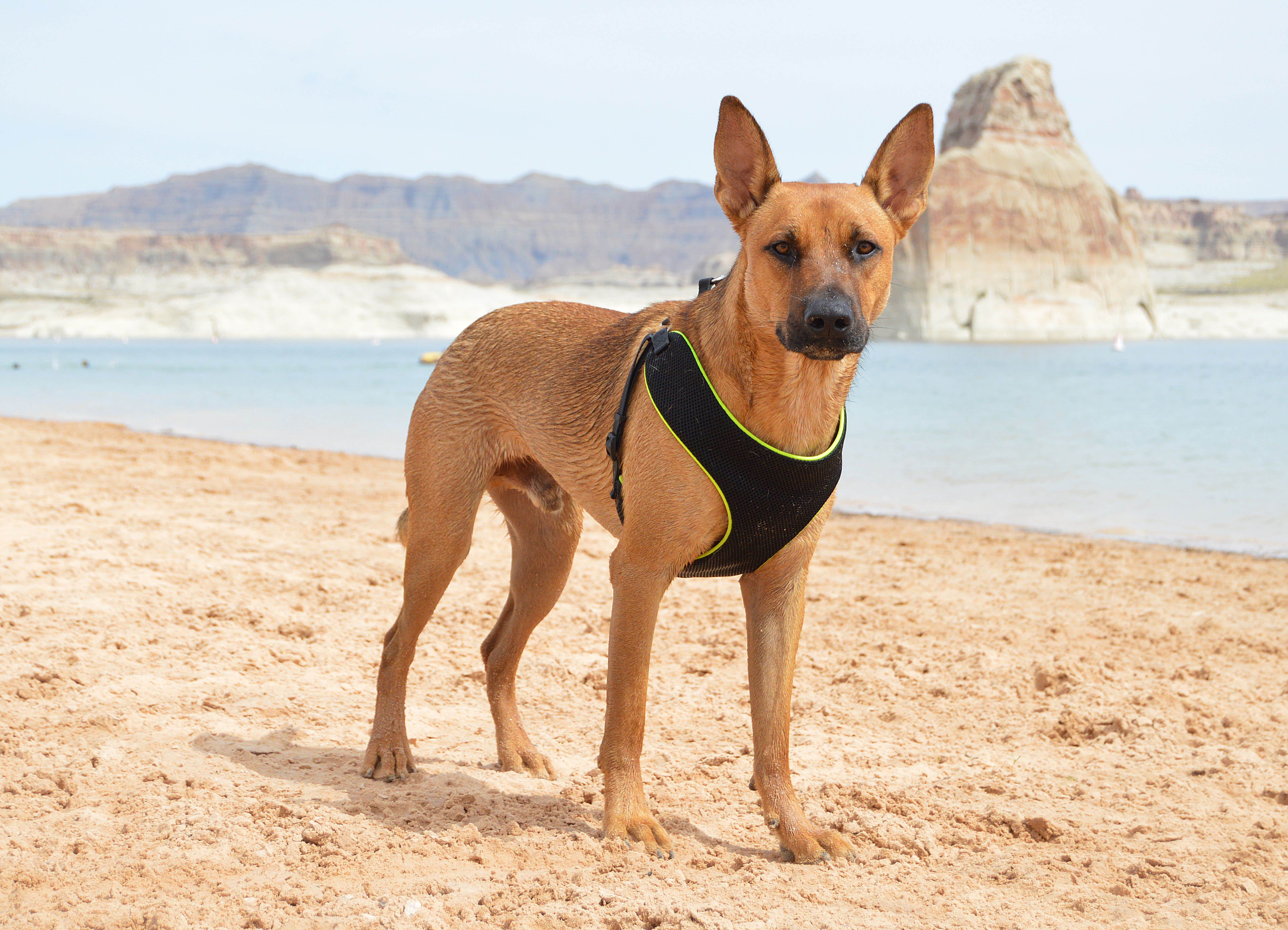 Mary R.'s photo of camping with pets at Lone Rock Beach Primitive Camping Area — Glen Canyon National Recreation Area in Arizona