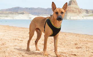 Mary R.'s photo of camping with pets at Lone Rock Beach Primitive Camping Area — Glen Canyon National Recreation Area near Lake Powell, UT