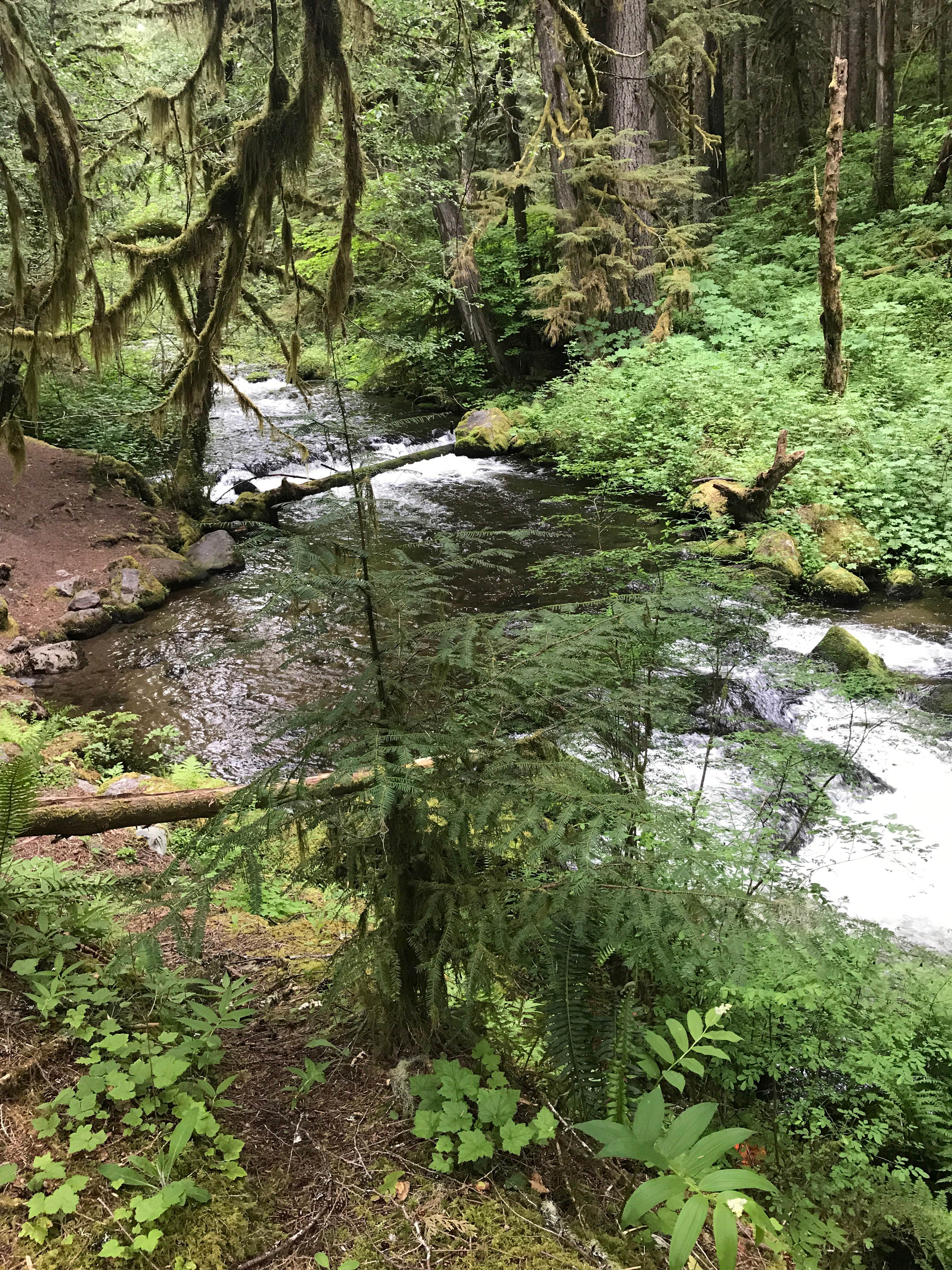 Camper submitted image from Camp Creek - 3