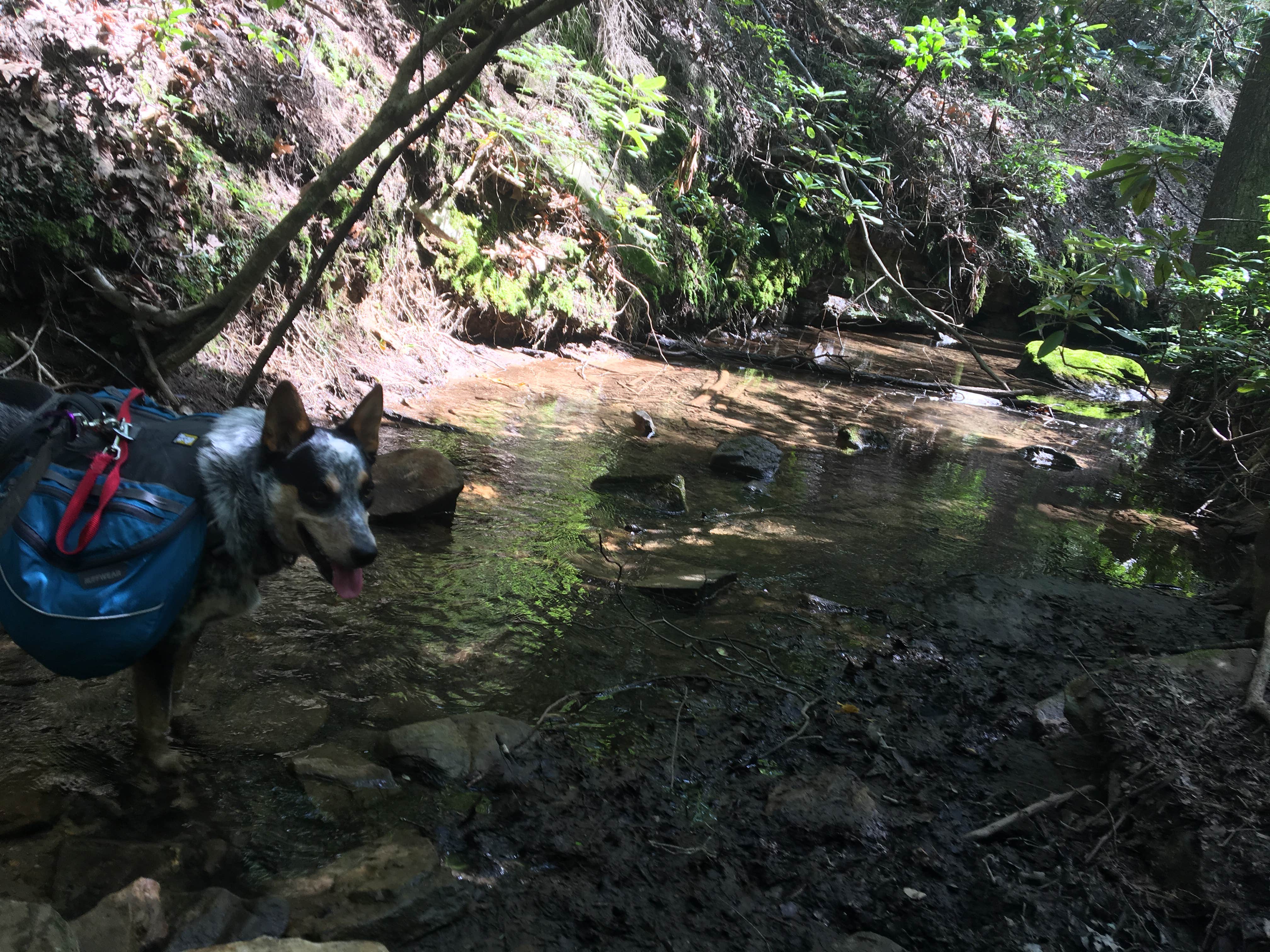 Shelly S.'s photo of camping with pets at Cloudland Canyon State Park Campground near Fort Payne, AL