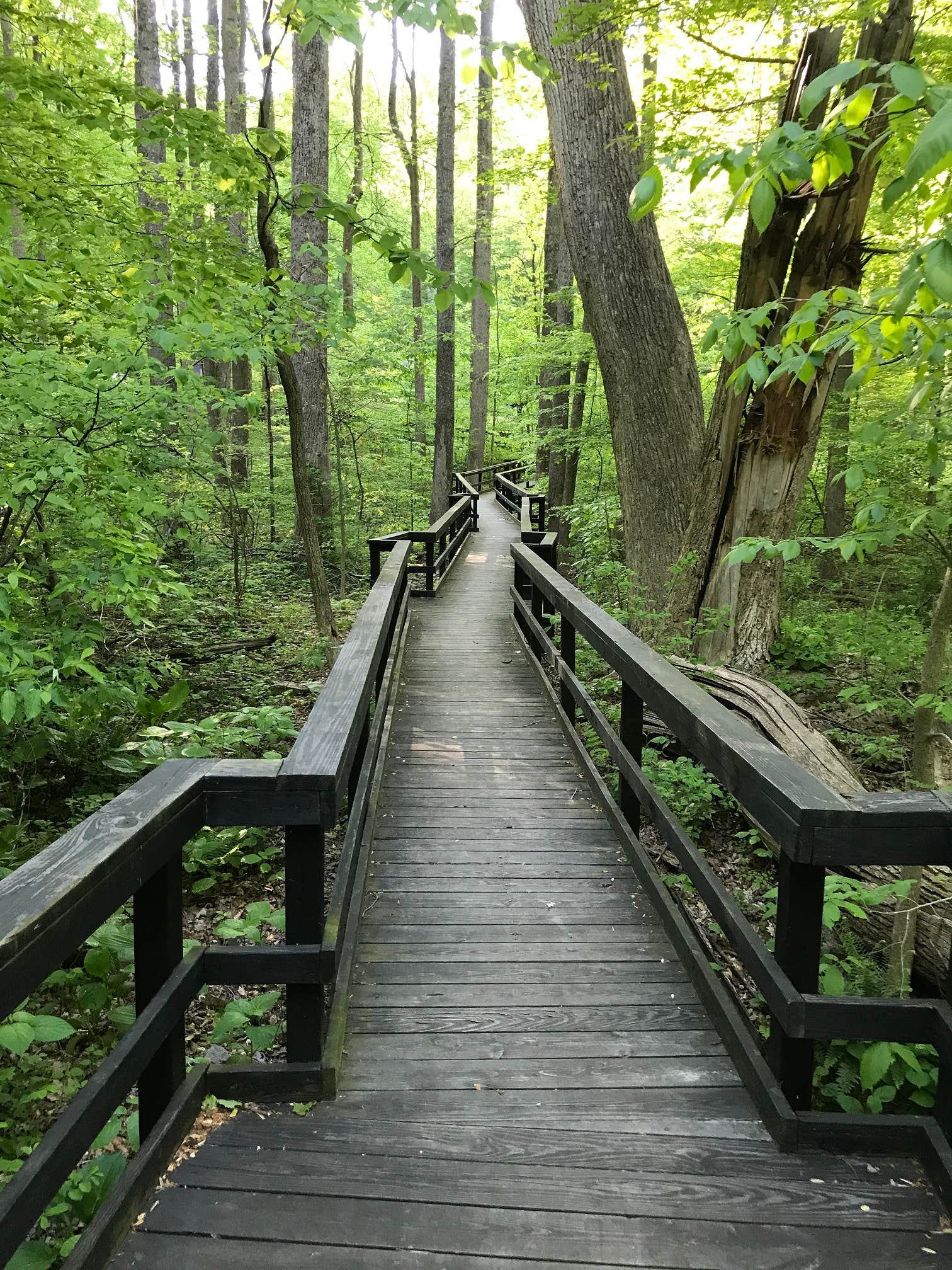 Camper submitted image from Owens Creek Campground — Catoctin Mountain Park - 2