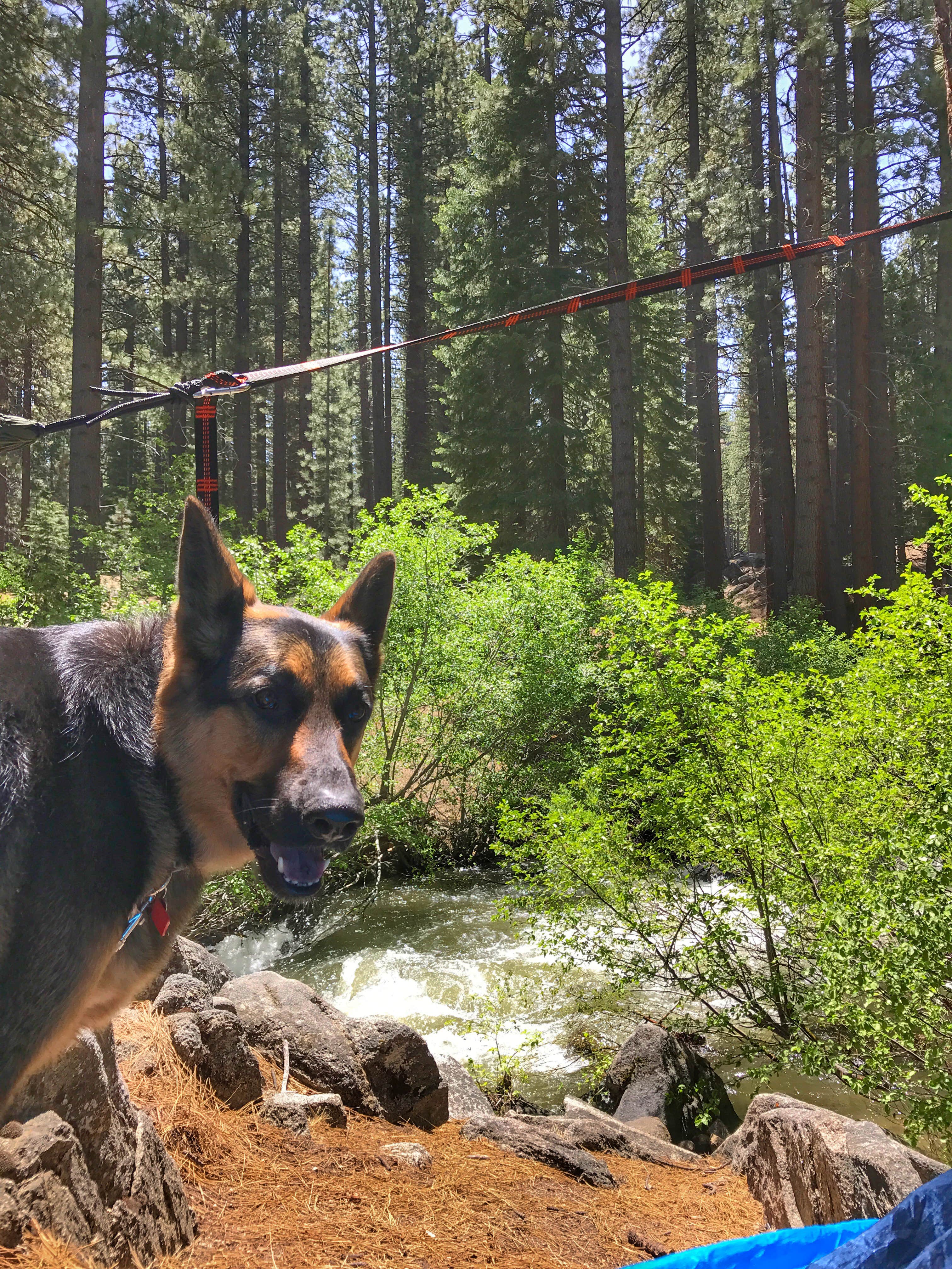 Kelly S.'s photo of camping with pets at Grover Hot Springs State Park Campground near South Lake Tahoe, CA
