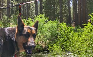 Kelly S.'s photo of camping with pets at Grover Hot Springs State Park Campground near South Lake Tahoe, CA