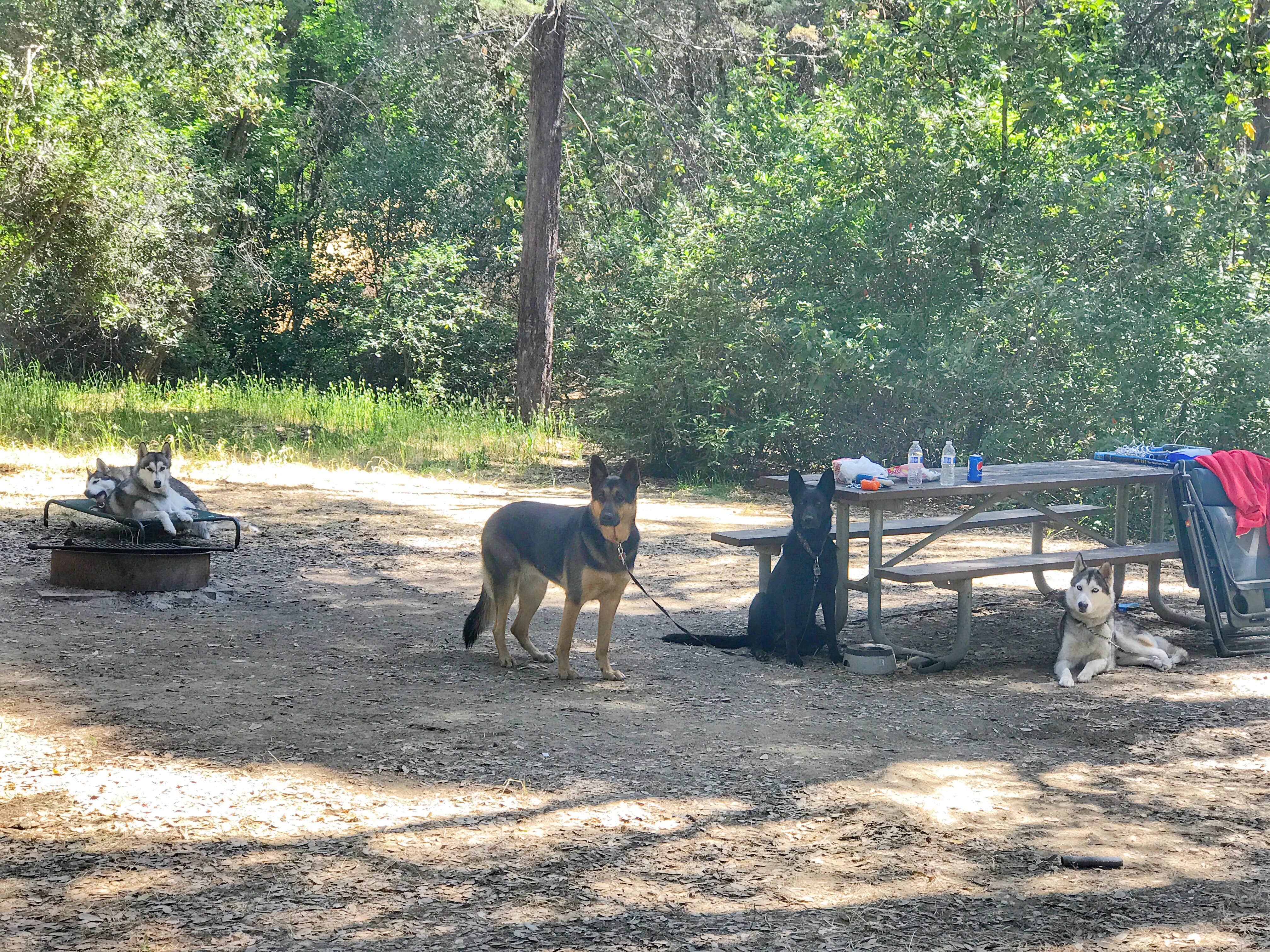 Kelly S.'s photo of camping with pets at Kyen Campground And Oak Grove Day Use Area near Covelo, CA