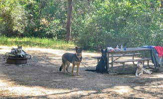 Kelly S.'s photo of camping with pets at Kyen Campground And Oak Grove Day Use Area near Potter Valley, CA