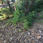 Review photo of Kyen Campground by Kelly S., June 15, 2017