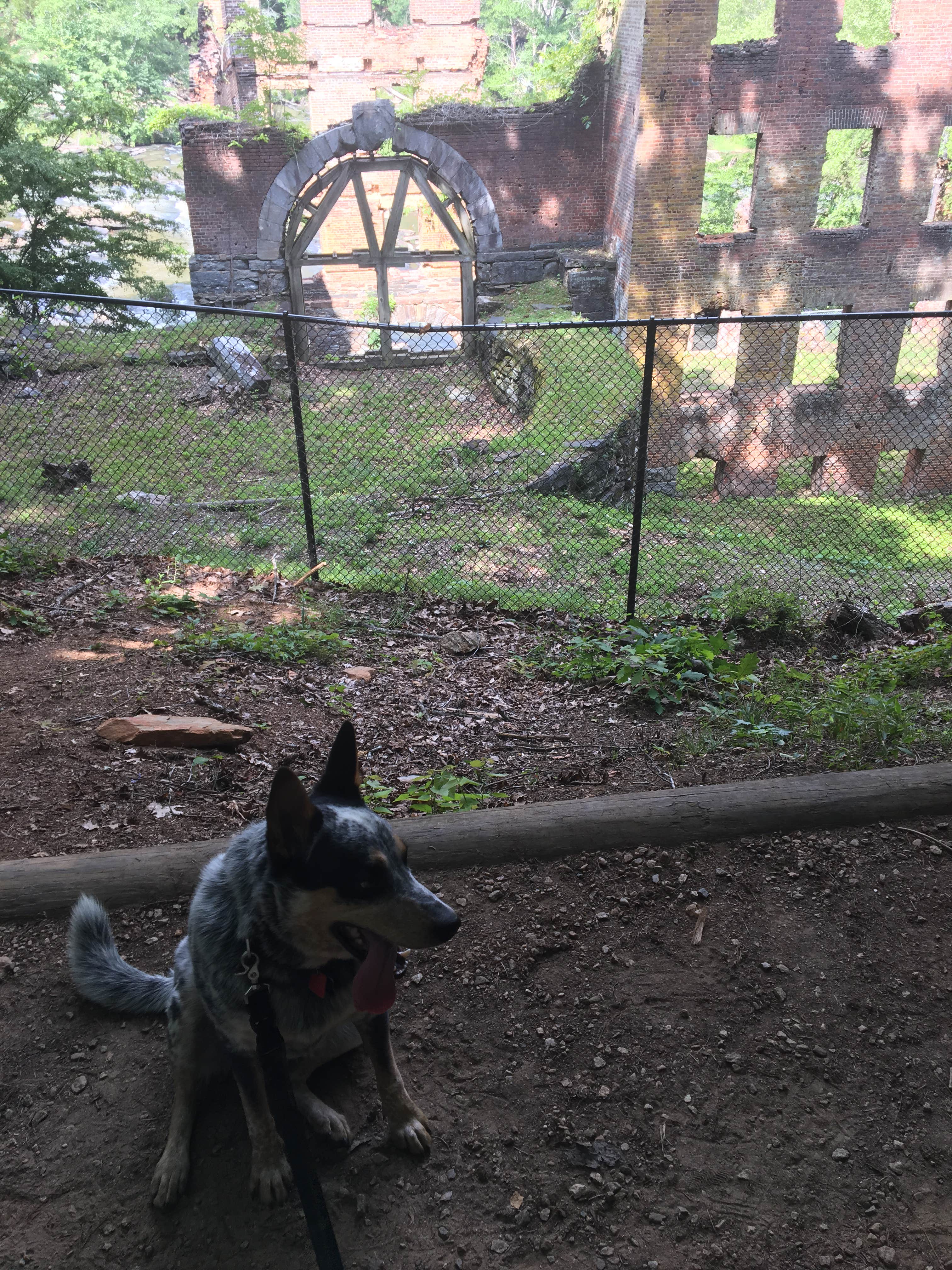 Shelly S.'s photo of camping with pets at Sweetwater Creek State Park Campground near Dallas, GA