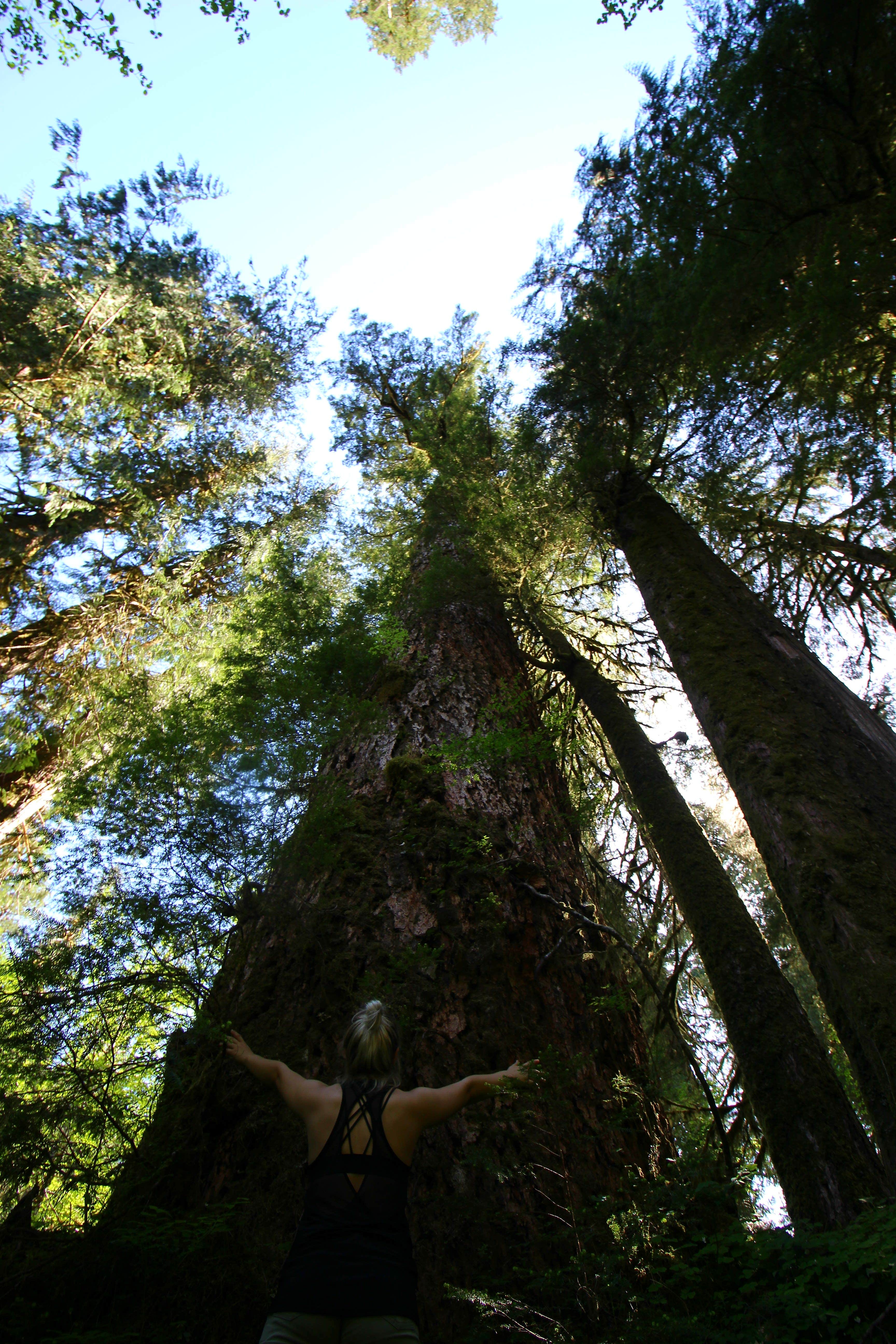 Camper submitted image from Campbell Tree Grove Campground - 1