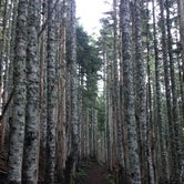 Review photo of Larch Mountain by Bjorn S., June 21, 2016