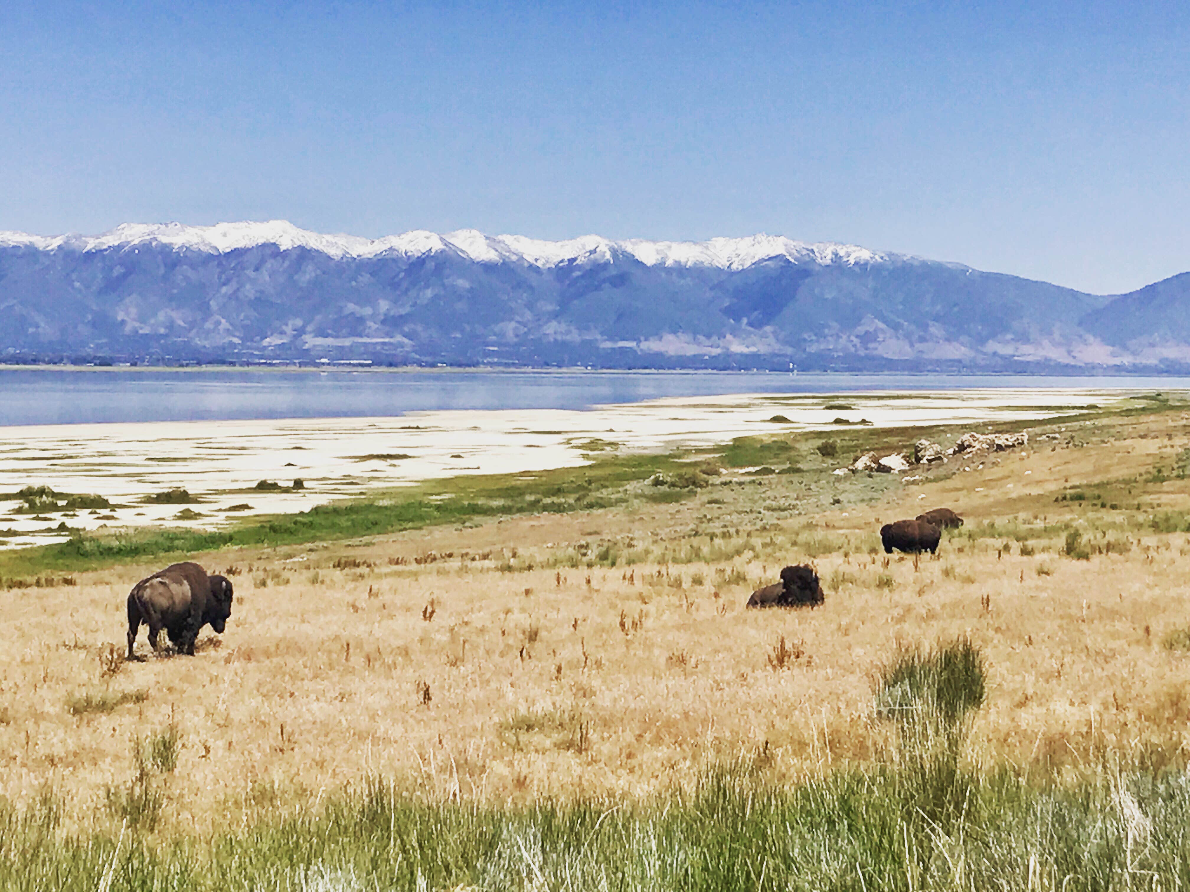 Camper submitted image from Bridger Bay Campground — Antelope Island State Park - 3
