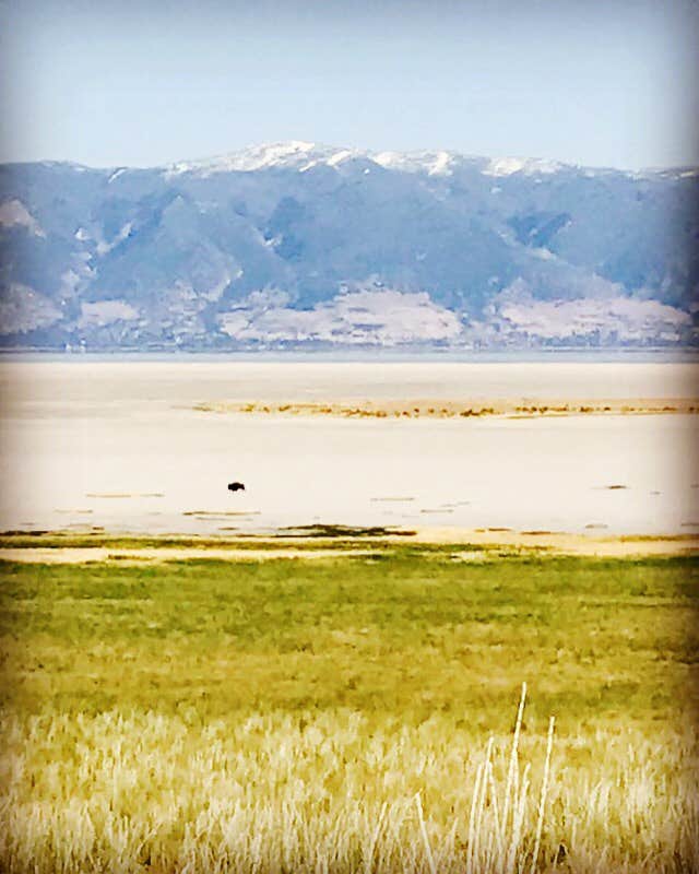 Camper submitted image from Bridger Bay Campground — Antelope Island State Park - 2