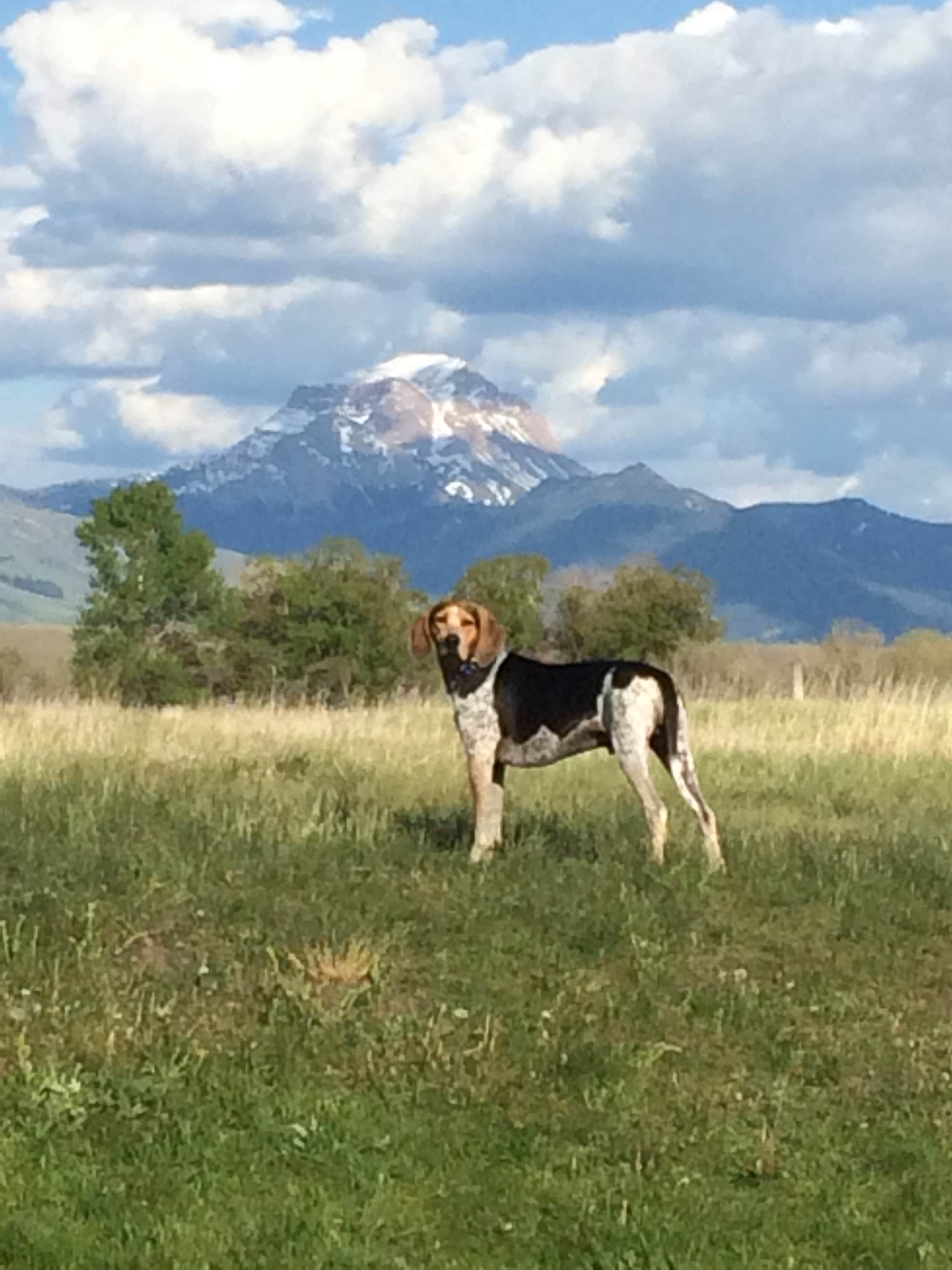 J W.'s photo of camping with pets at Varney Bridge near Big Sky, MT