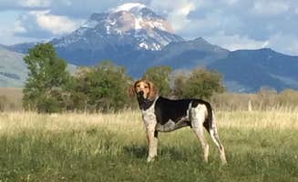 J W.'s photo of camping with pets at Varney Bridge near Ennis, MT