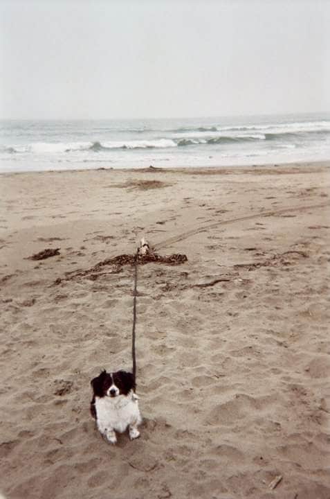 Lizzy C.'s photo of camping with pets at Manresa State Beach Campground near Santa Cruz, CA