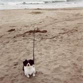 Review photo of Manresa State Beach Campground by Lizzy C., June 16, 2017