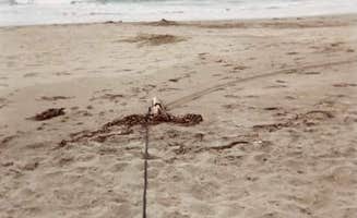 Lizzy C.'s photo of camping with pets at Manresa State Beach Campground near Santa Cruz, CA