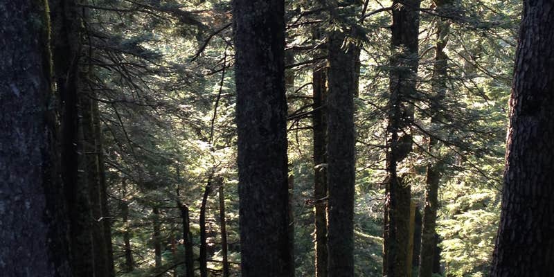 Camper submitted image from Larch Mountain