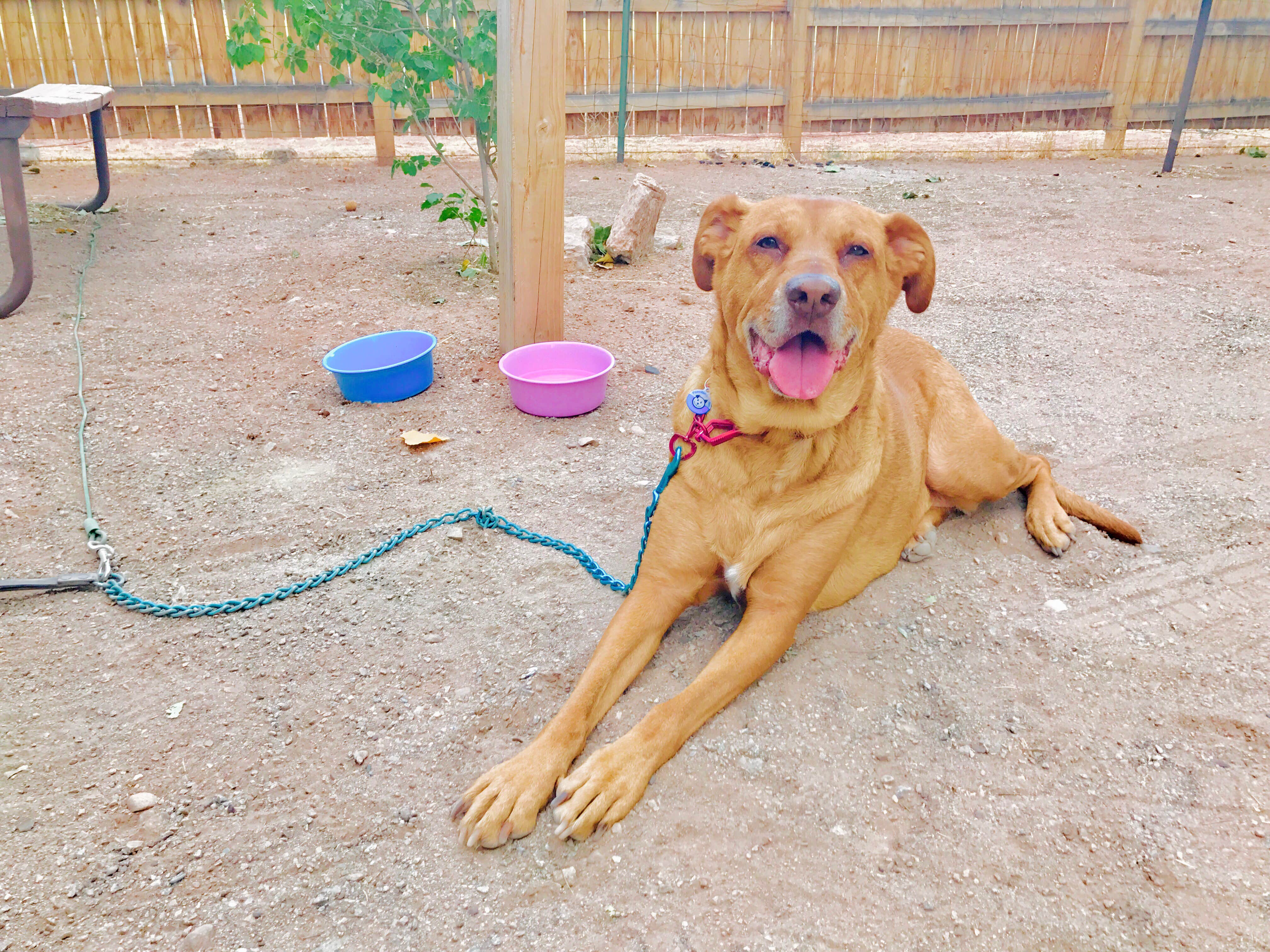 Kim K.'s photo of camping with pets at Sun Outdoors North Moab in Utah