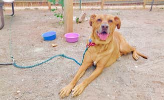 Kim K.'s photo of camping with pets at Sun Outdoors North Moab near Arches National Park
