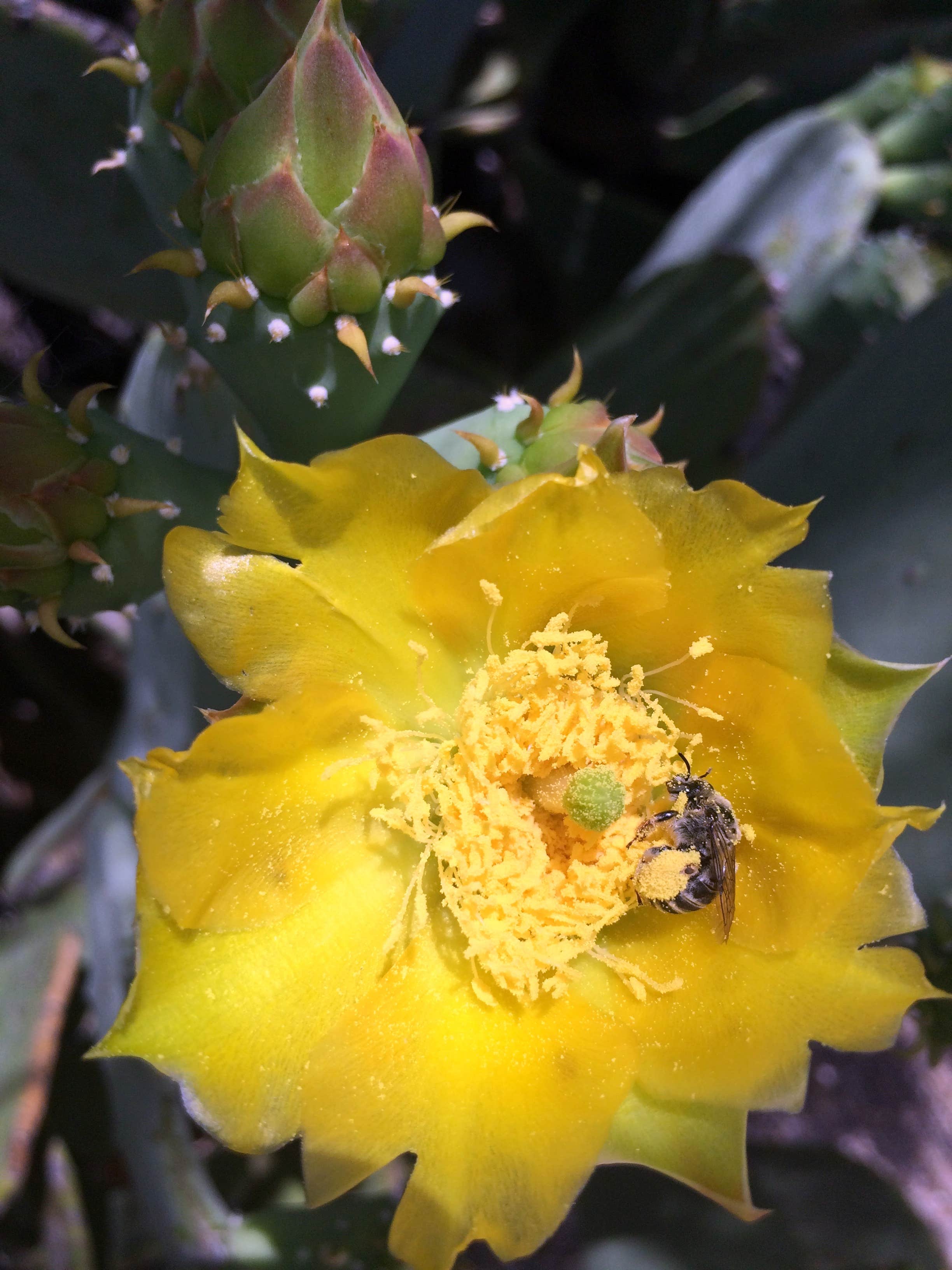 Camper-submitted photo at Carlsbad KOA near Artesia, NM
