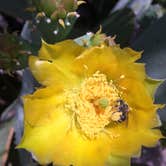 Review photo of Carlsbad KOA by Jennie R., June 16, 2017