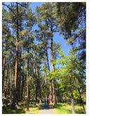 Review photo of Devils Tower KOA by Jennie R., June 17, 2017
